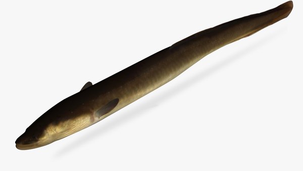 3D model anguilla rostrata american eel