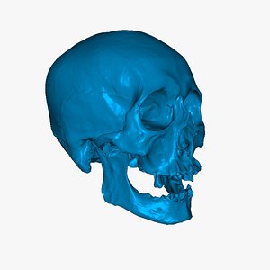 Realistic skull of elderly man Low-poly 3D model 3D model
