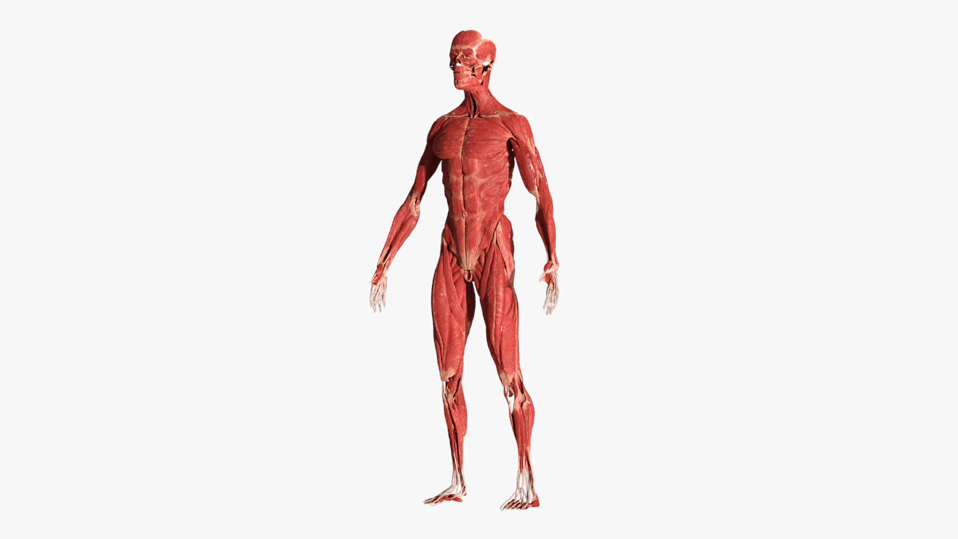 3D Muscular System Male Anatomy Rigged - TurboSquid 2411534