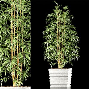 Bamboo plant 5