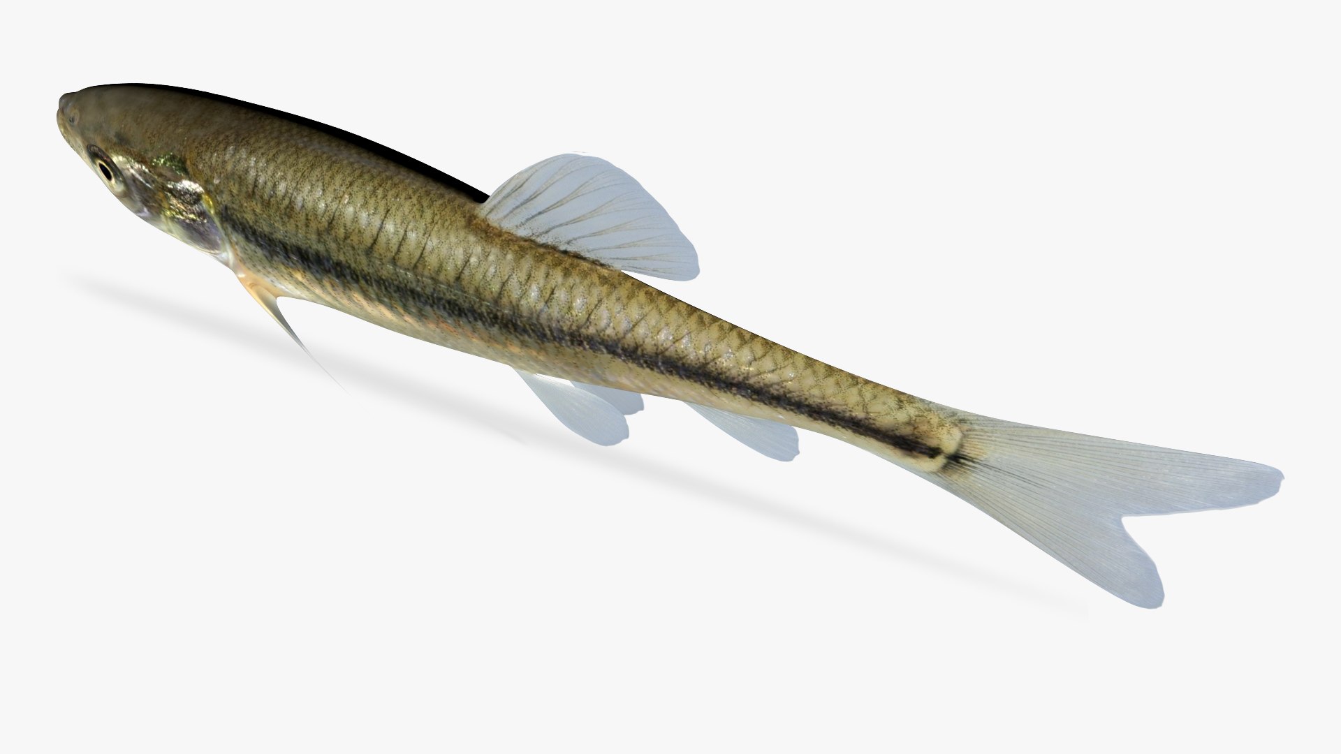 3d pimephales promelas fathead minnow model https://p.turbosquid.com/ts-thumb/go/xaduYT/3k/5/jpg/1618579123/1920x1080/fit_q87/c60c15e47d20982b137bd44773366797befe8309/5.jpg