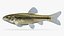 Pimephales promelas  Fathead Minnow