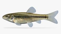 Pimephales promelas  Fathead Minnow