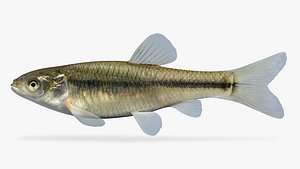 Pimephales promelas Fathead Minnow