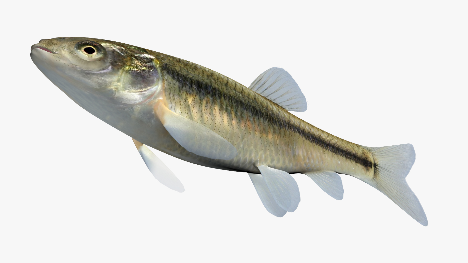 3d pimephales promelas fathead minnow model