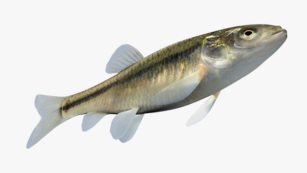 3d pimephales promelas fathead minnow model