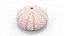 Cornish Sea Urchin Shell Pink
