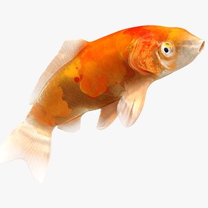 Japanese Carp Fish Rigged L1844 3D model