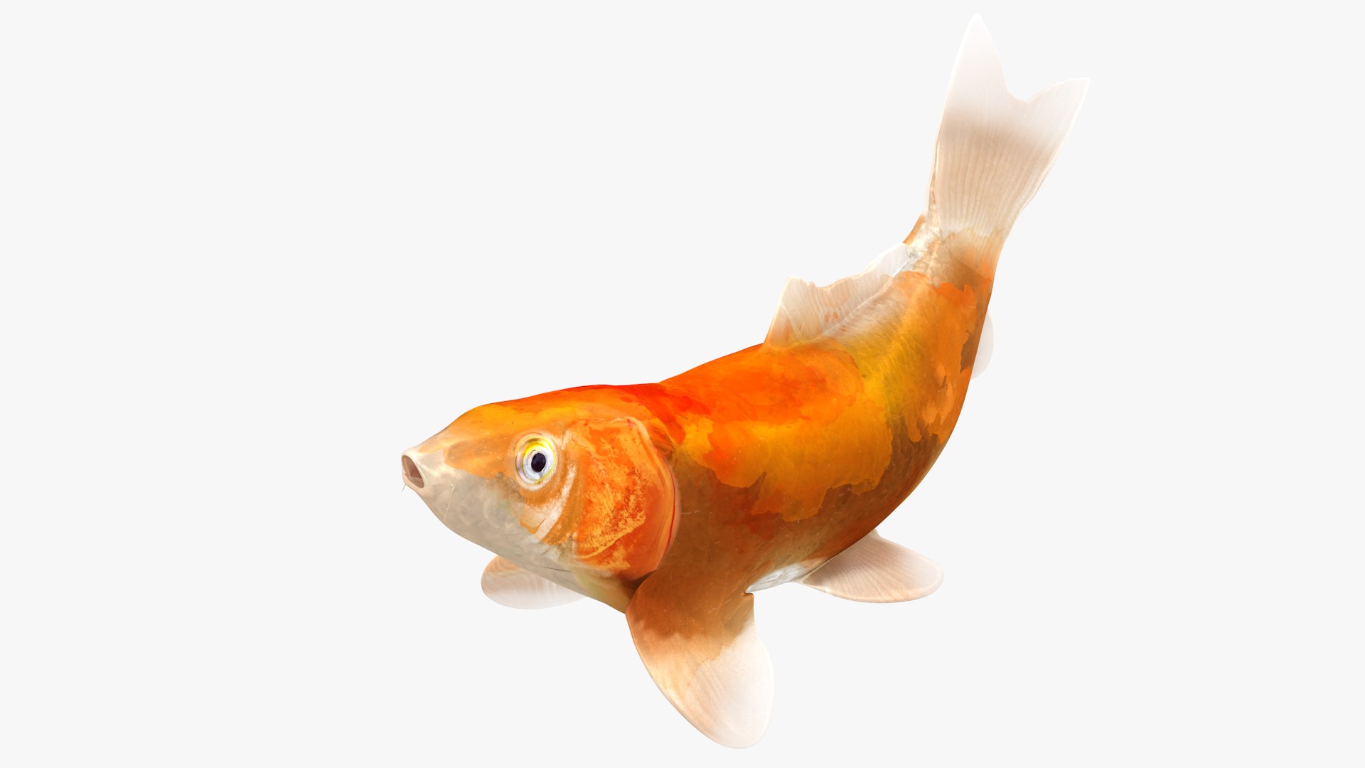 Japanese Carp Fish Rigged L1844 3D model https://p.turbosquid.com/ts-thumb/gp/98n1qJ/OX/02_0003/png/1665089040/1920x1080/fit_q87/4bc3c1d8dfdac5e66edac6d35ba7a0ce801ef7a8/02_0003.jpg