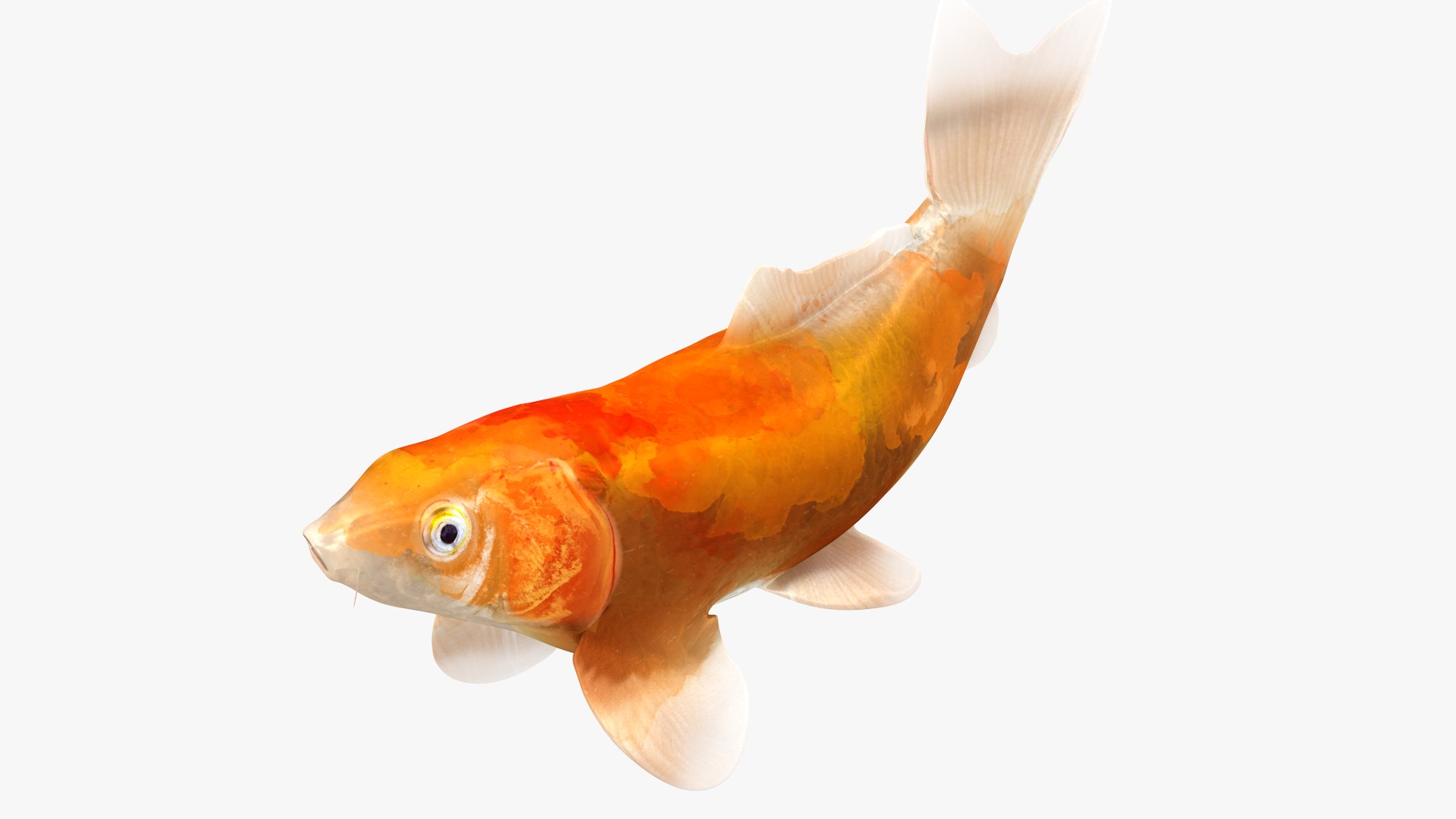 Japanese Carp Fish Rigged L1844 3D model https://p.turbosquid.com/ts-thumb/gp/98n1qJ/hJ/25_i23_0003/png/1665089071/1920x1080/fit_q87/c754e4f9a6e7805eea38ebe46c4b2945f5f1e4b9/25_i23_0003.jpg