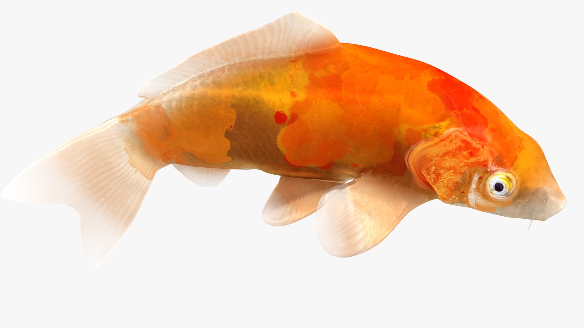 Japanese Carp Fish Rigged L1844 3D model https://p.turbosquid.com/ts-thumb/gp/98n1qJ/tB/04_i2_0003/png/1665089045/1920x1080/fit_q87/bea97c41a115f9c90c0801923807bb29435ece8e/04_i2_0003.jpg