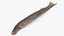 3D model Lamprey Eel Basic Pose