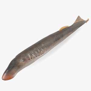 Lamprey Eel Basic Pose