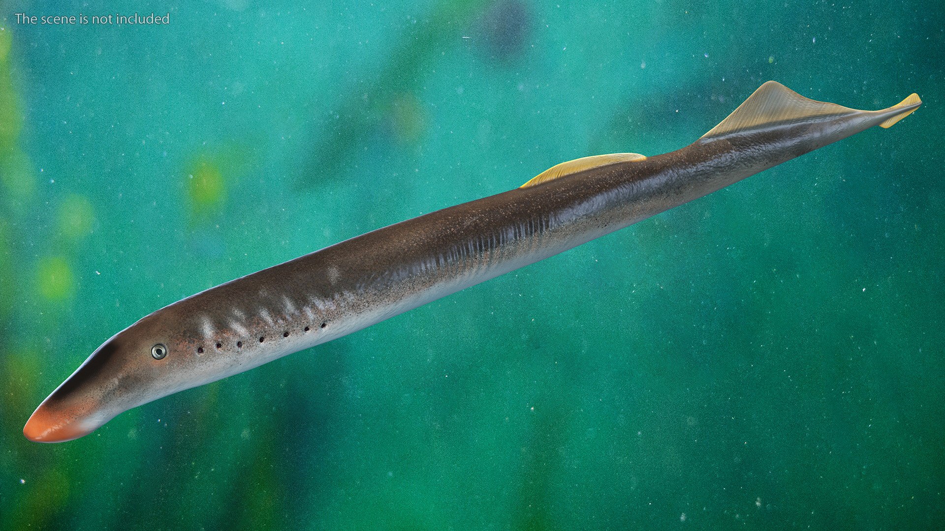 3D model Lamprey Eel Basic Pose https://p.turbosquid.com/ts-thumb/gp/OZf0xX/qI/lampreyeelbasicposevray3dmodel002/jpg/1708138437/1920x1080/fit_q87/da2306faf9a82f79ad5f92a5f93d71dd1834fa3d/lampreyeelbasicposevray3dmodel002.jpg