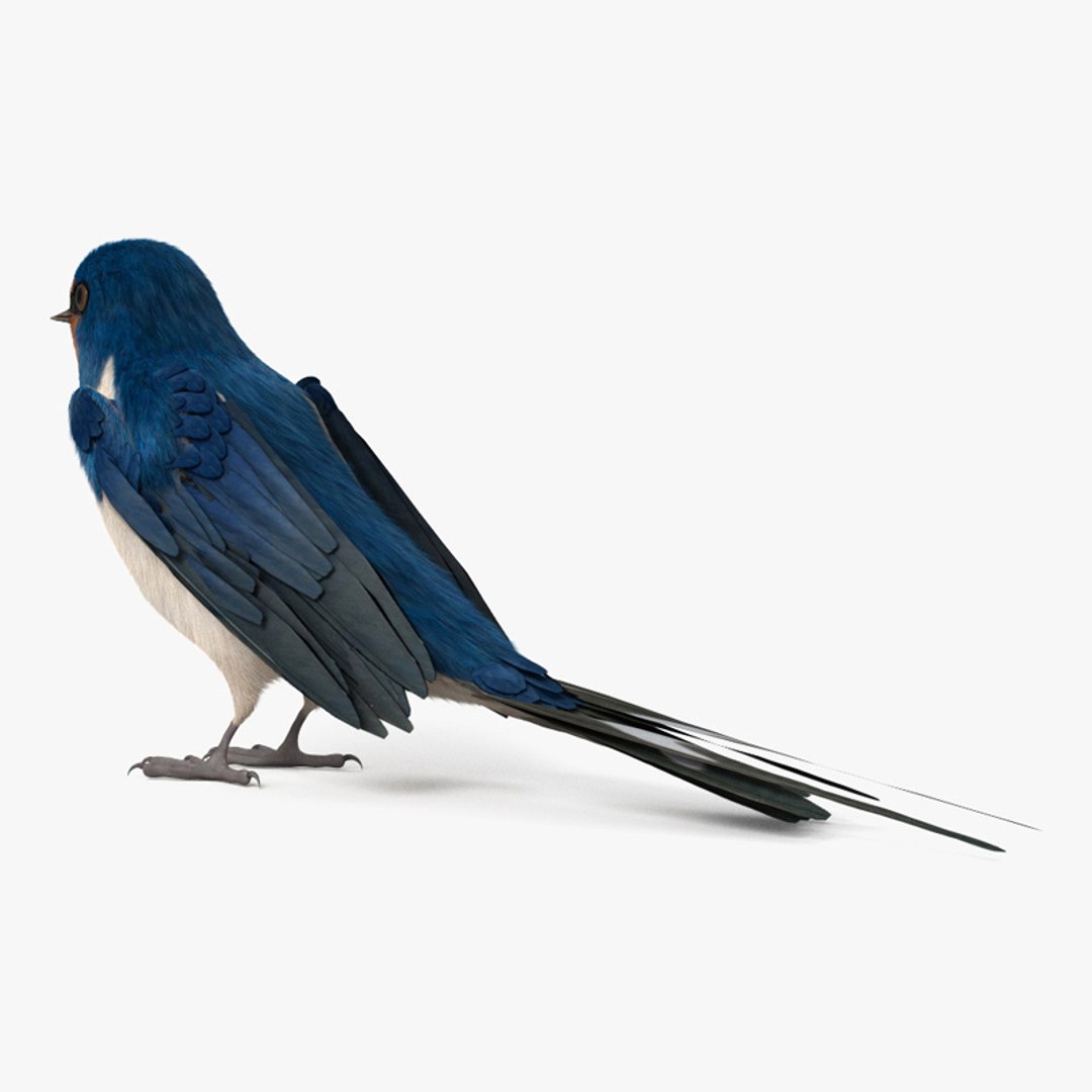 3D model Barn Swallow HD - TurboSquid 1955262