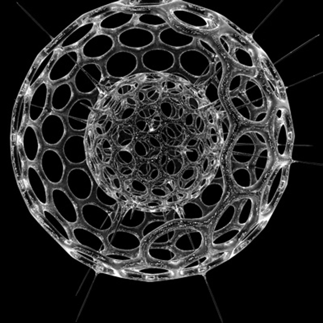 radiolarian science 3d model https://p.turbosquid.com/ts-thumb/gp/XhGOHm/Bgy48872/1/jpg/1255704772/1920x1080/fit_q87/43ccbfec130bf6cd848e3135d36264d0f91fd1bc/1.jpg