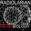 Radiolarian