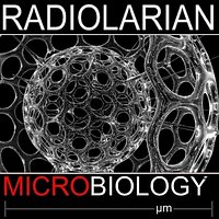 Radiolarian
