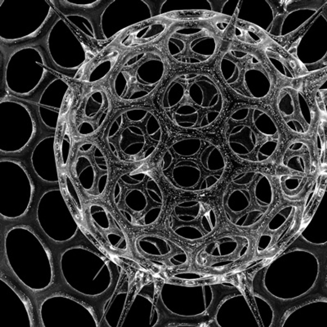 radiolarian science 3d model https://p.turbosquid.com/ts-thumb/gp/XhGOHm/SojUK4FX/3/jpg/1255704777/1920x1080/fit_q87/df29c0199e9866191d9a624d2a9543a64507b226/3.jpg