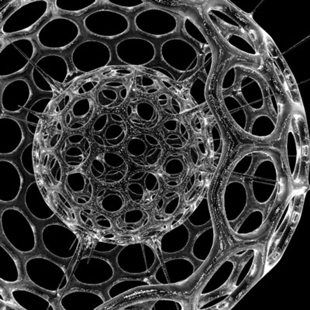 radiolarian science 3d model https://p.turbosquid.com/ts-thumb/gp/XhGOHm/dcS9VEM4/4/jpg/1255704781/1920x1080/fit_q87/769b5c00051f50920d4cf516f14b00344d5c93f2/4.jpg