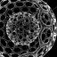Radiolarian