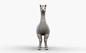 3D alpaca animal