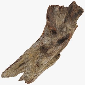 Broken Tree Trunk 01