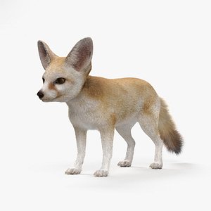 3D fennec fox hd model