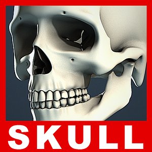 Human Skull No Textures