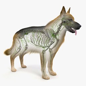 skin dog skeleton lymphatic model