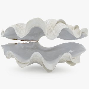 3D Giant Clam Shell Open 2 model