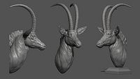 Sable Black Antelope bust