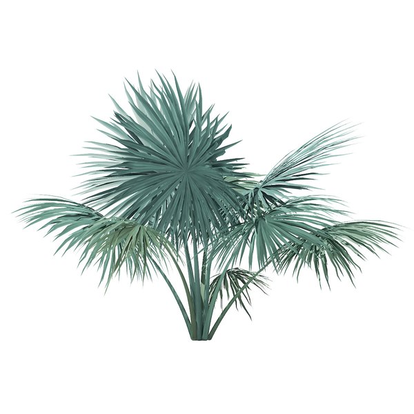 silver fan palm tree 3D