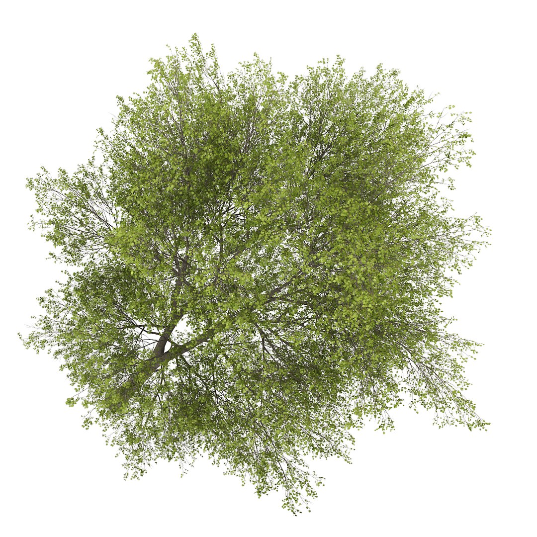 3dsmax Poplar Populus