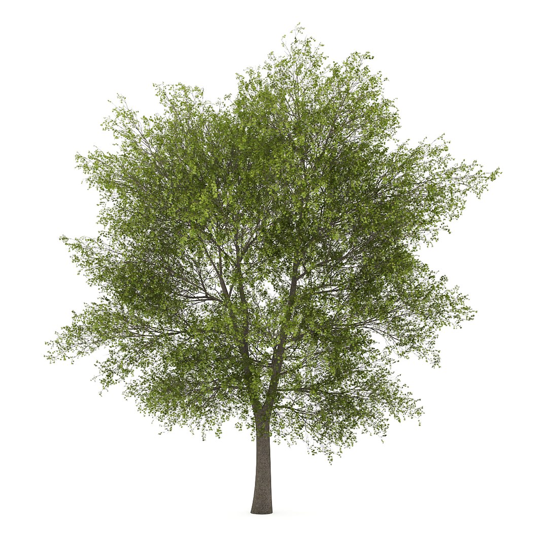 3dsmax Poplar Populus