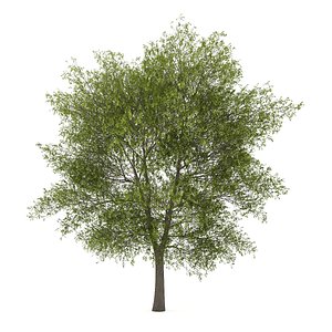 poplar populus 3d ma