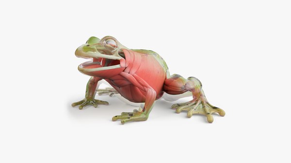 カエルの体の骨格と筋肉の静的状態3Dモデル - TurboSquid 1907016