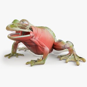 Frog Body Skeleton and Muscles Static 3D model