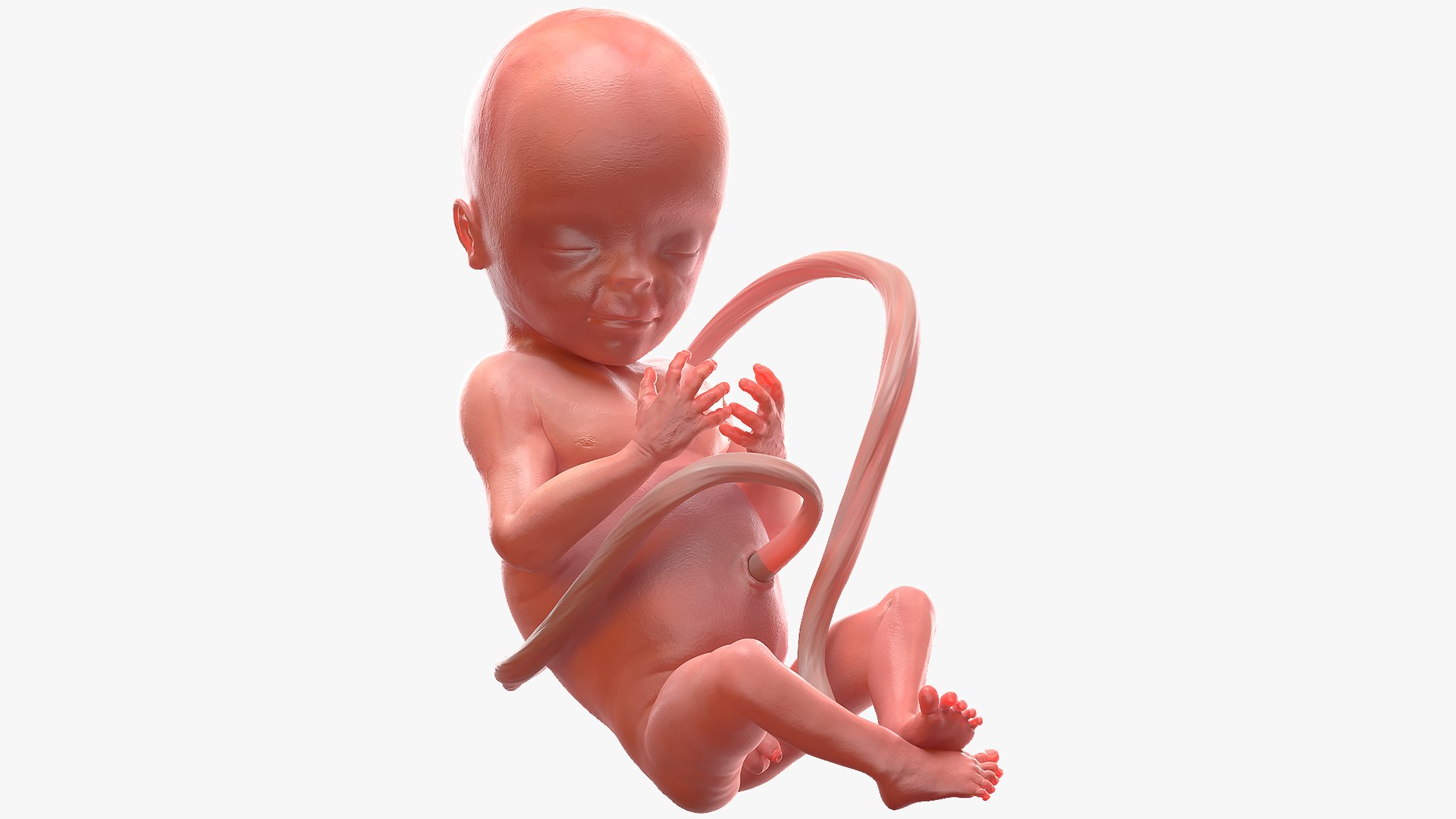 Human Fetus at 20 Weeks 3D model preview