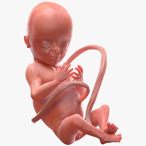 3D human fetus 20 weeks model
