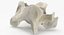 Domestic Cat Cervical Vertebrae C5