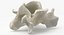 Domestic Cat Cervical Vertebrae C5
