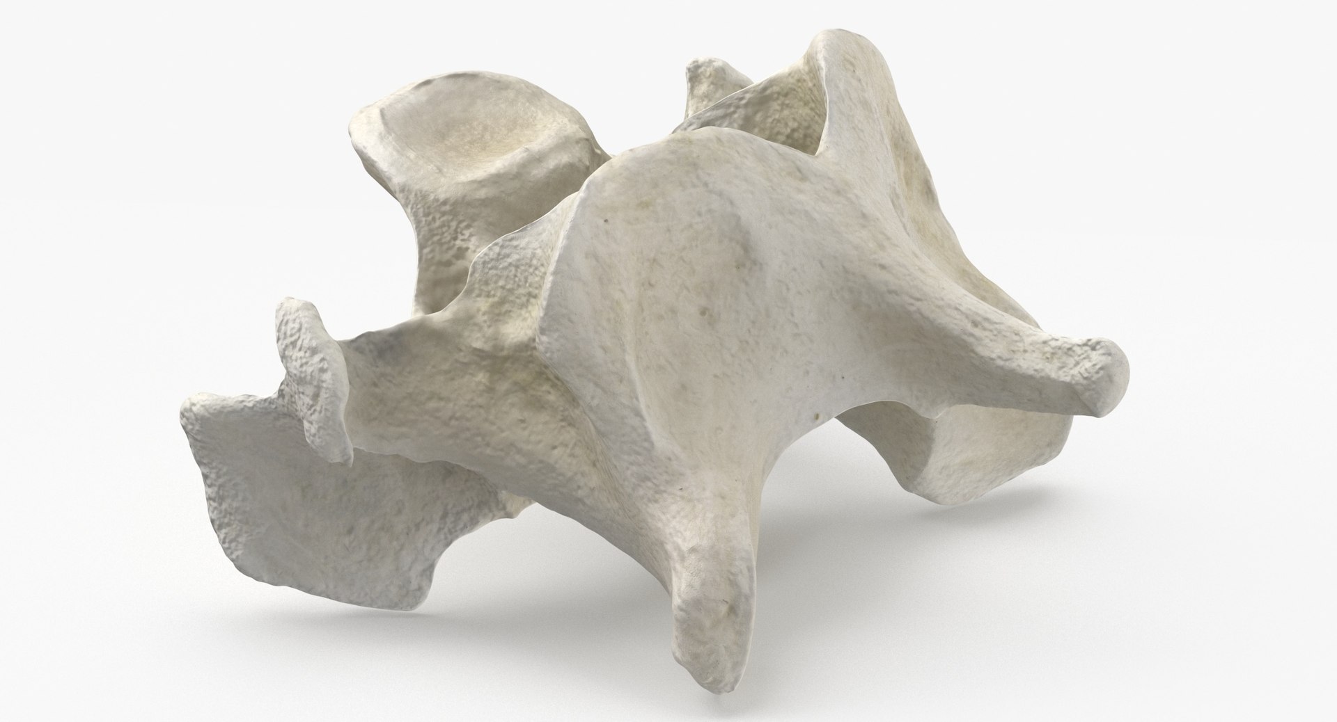 Domestic Cat Cervical Vertebrae C5 3D https://p.turbosquid.com/ts-thumb/gq/T4xXhj/BS/domestic_cat_cervical_vertebrae_c5_thumbnail_0003/jpg/1660291555/1920x1080/fit_q87/02040b7992c93da0ca3a71f91ede831fb9a05831/domestic_cat_cervical_vertebrae_c5_thumbnail_0003.jpg