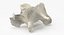 Domestic Cat Cervical Vertebrae C5