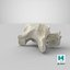 Domestic Cat Cervical Vertebrae C5
