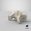Domestic Cat Cervical Vertebrae C5
