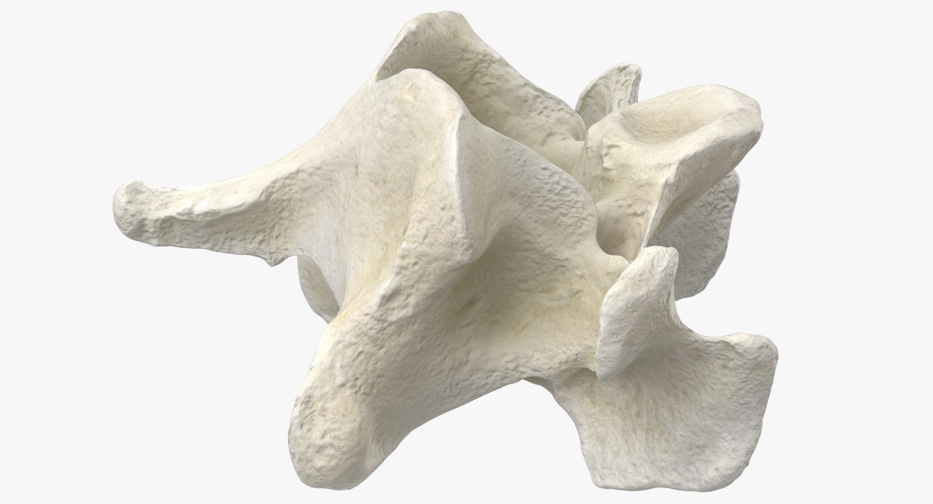 Domestic Cat Cervical Vertebrae C5 3D https://p.turbosquid.com/ts-thumb/gq/T4xXhj/Xb/domestic_cat_cervical_vertebrae_c5_thumbnail_0009/jpg/1660291577/1920x1080/fit_q87/73b27ab87a33e057fb00ae35877743ca43732636/domestic_cat_cervical_vertebrae_c5_thumbnail_0009.jpg