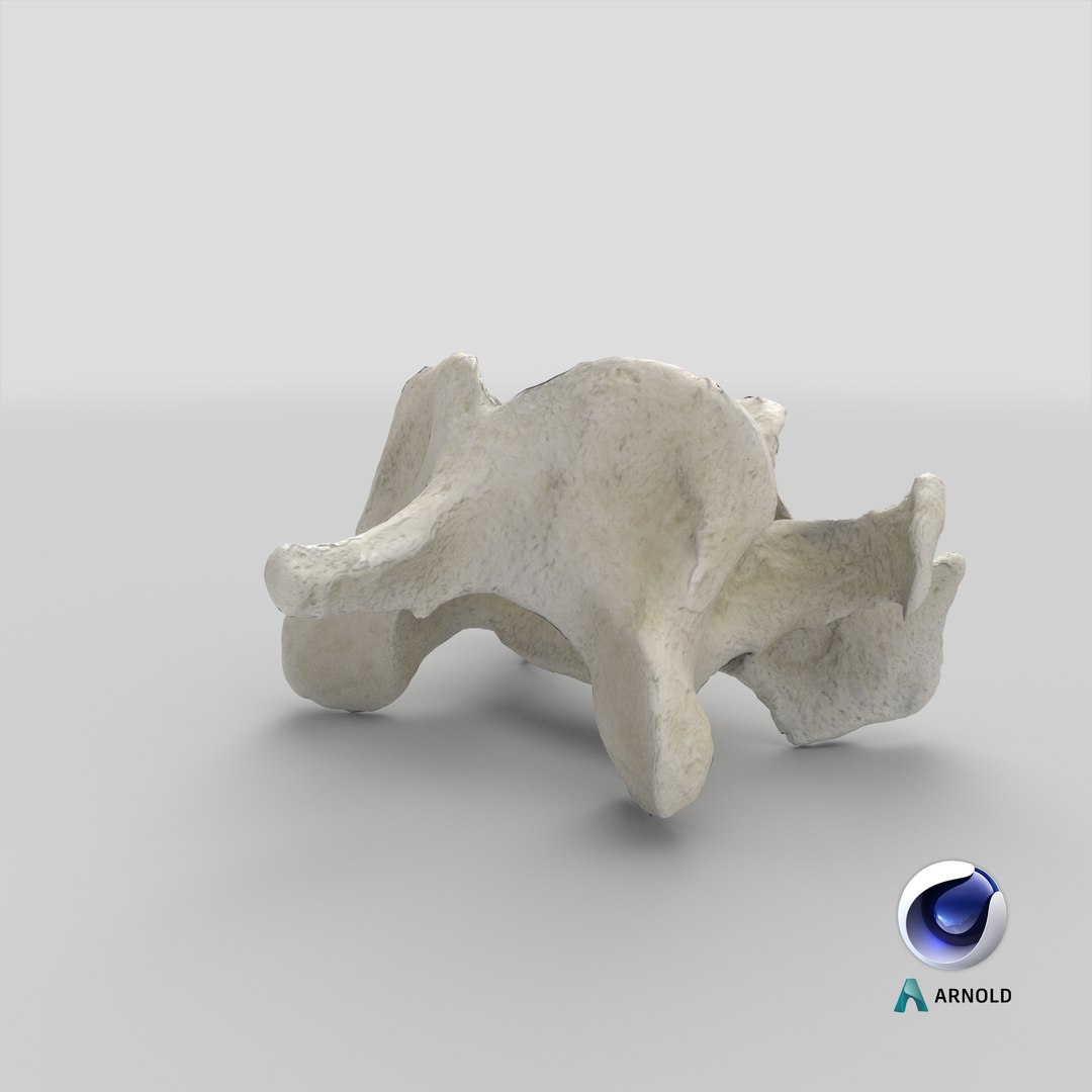 Domestic Cat Cervical Vertebrae C5 3D https://p.turbosquid.com/ts-thumb/gq/T4xXhj/du/stemcell_cinema_4d_arnold_render/png/1660369788/1920x1080/fit_q87/4e5e73eec7d747cf3d051ae3248f0158dd4730cb/stemcell_cinema_4d_arnold_render.jpg