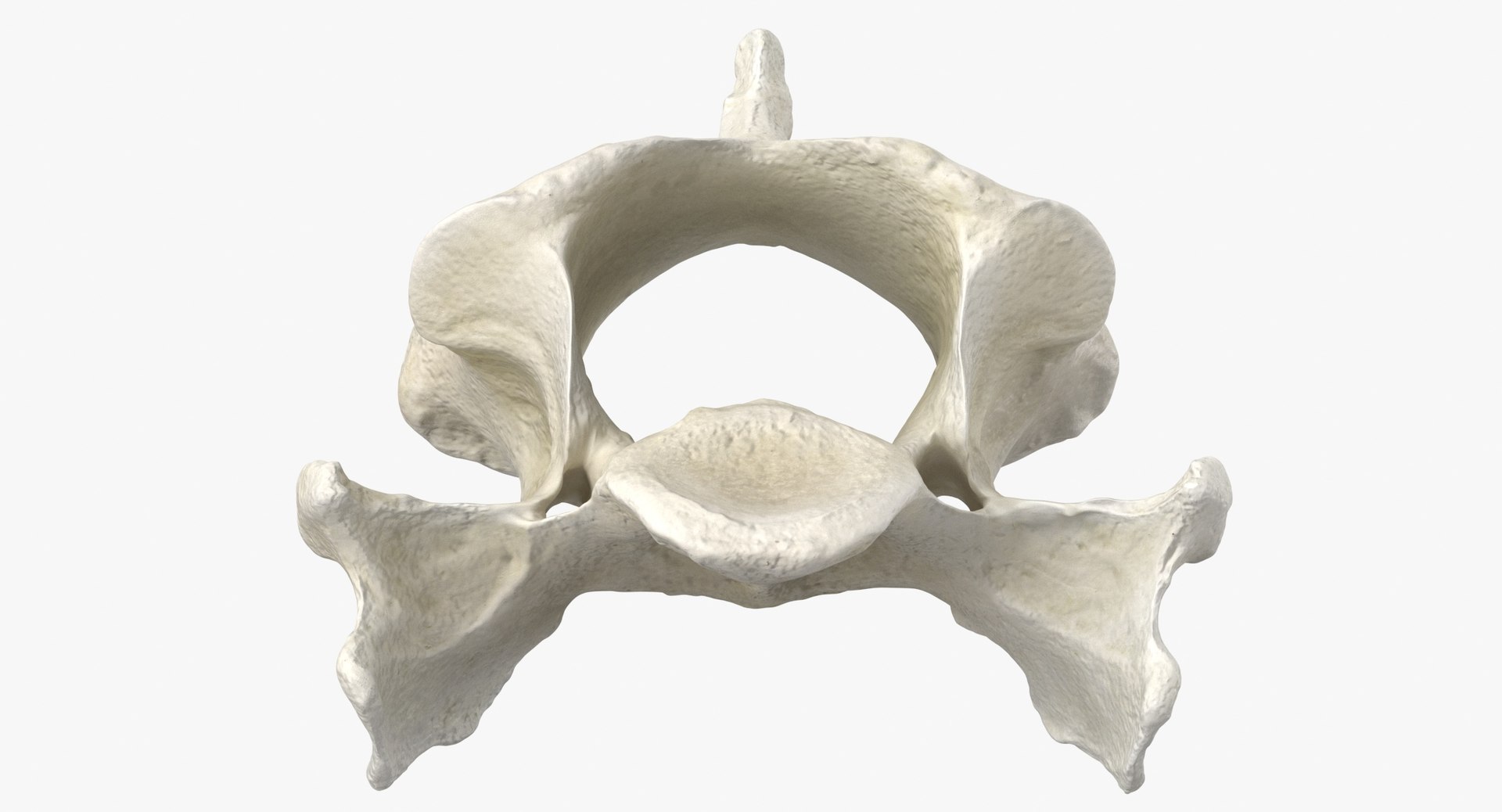 Domestic Cat Cervical Vertebrae C5 3D https://p.turbosquid.com/ts-thumb/gq/T4xXhj/eA/domestic_cat_cervical_vertebrae_c5_thumbnail_0007/jpg/1660291570/1920x1080/fit_q87/ef187728cbc06b70e2ff57d8516dc799410a7e0a/domestic_cat_cervical_vertebrae_c5_thumbnail_0007.jpg