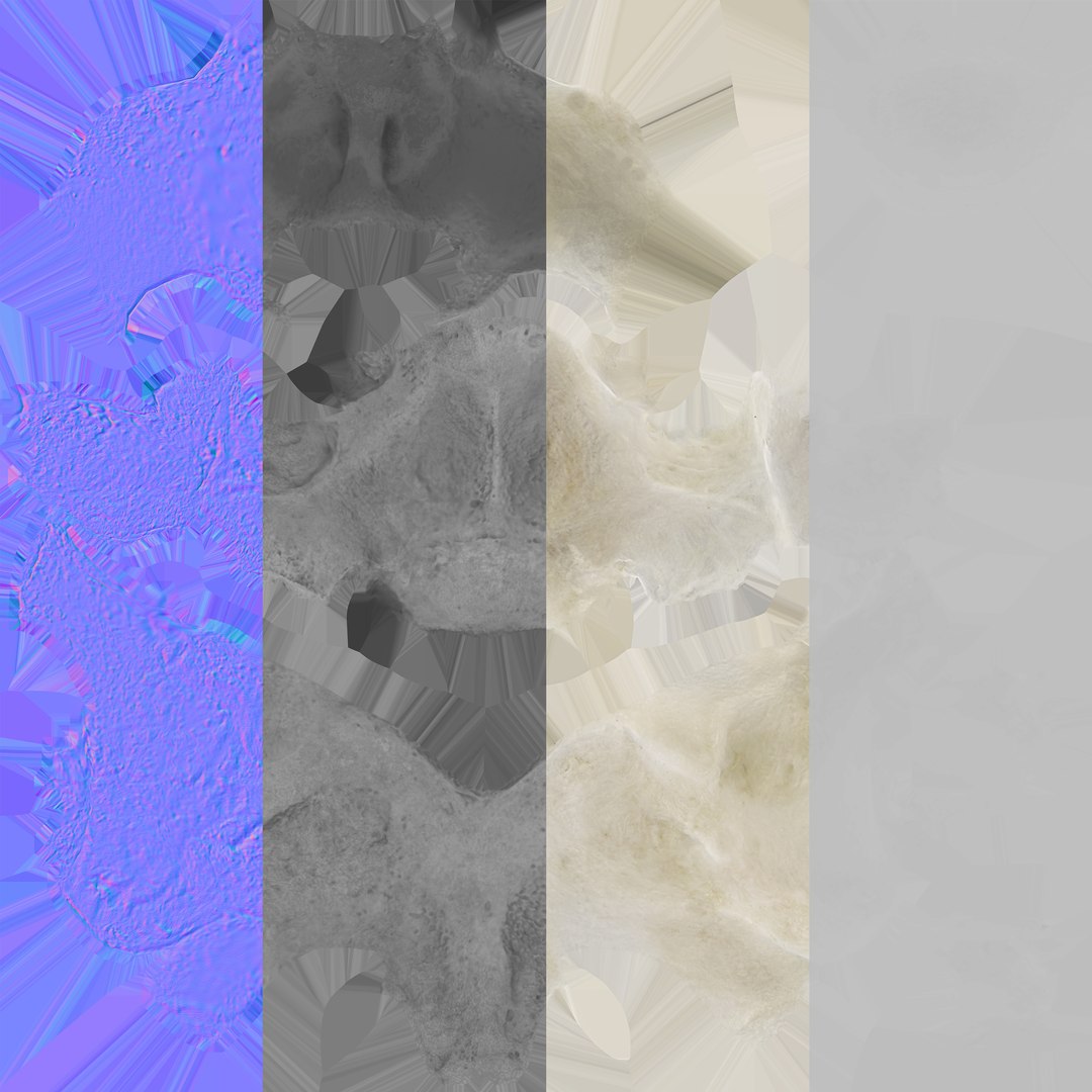 Domestic Cat Cervical Vertebrae C5 3D https://p.turbosquid.com/ts-thumb/gq/T4xXhj/mg/domestic_cat_cervical_vertebrae_c5_textures/jpg/1660291624/1920x1080/fit_q87/c953defb246221722b197f7bb98b32de6aed3ab7/domestic_cat_cervical_vertebrae_c5_textures.jpg